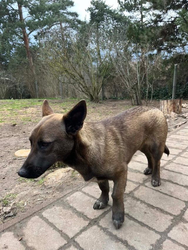 fellengel_giovanni_3