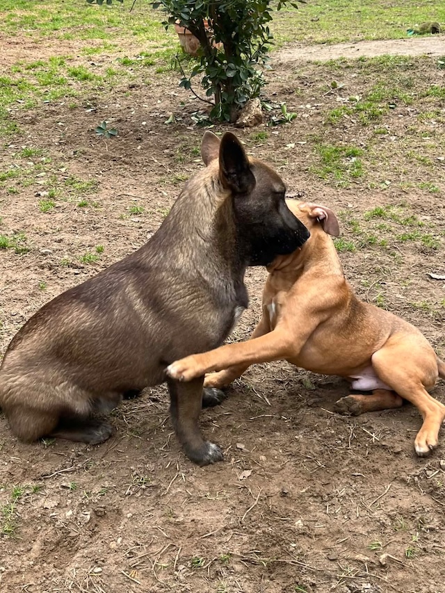 fellengel_giovanni_4