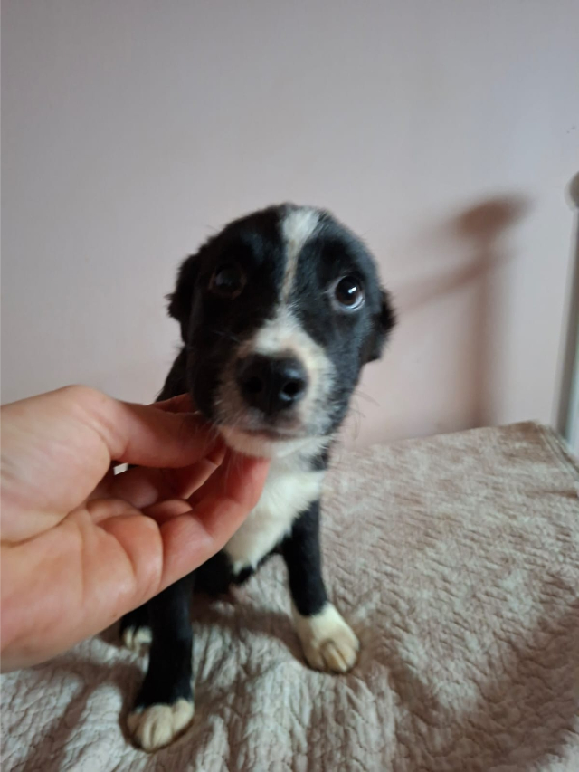 fellengel_little Cezar_1