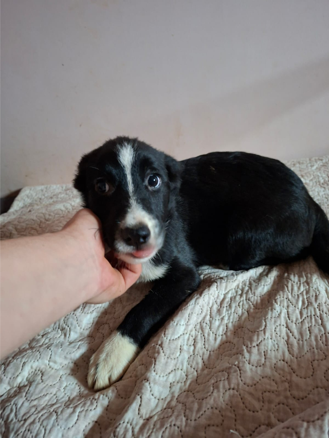 fellengel_little Cezar_3