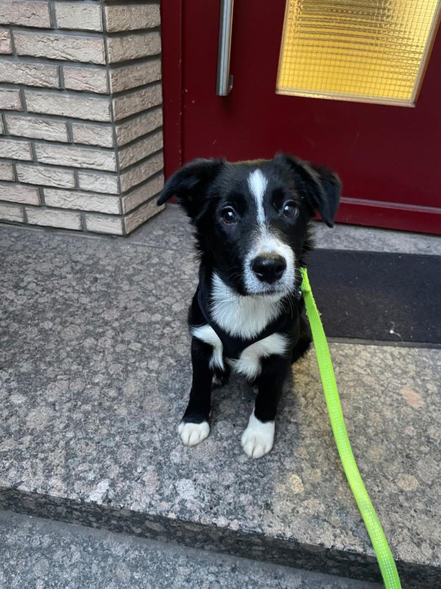 fellengel_littlecezar