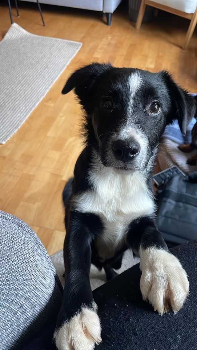 fellengel_littlecezar_02