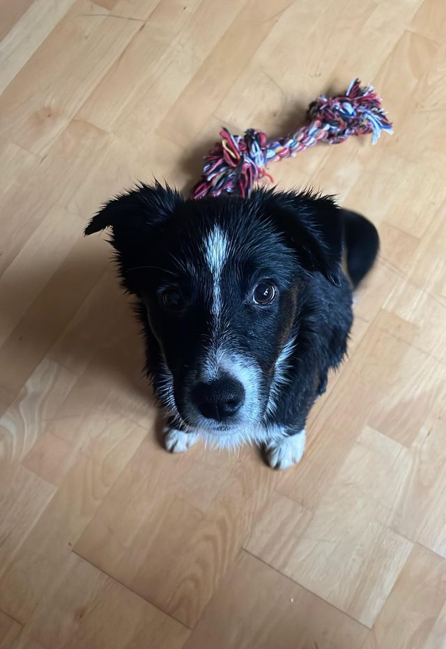 fellengel_littlecezar_03