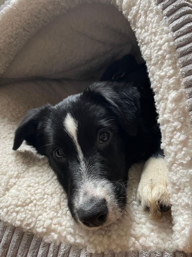 fellengel_littlecezar_04