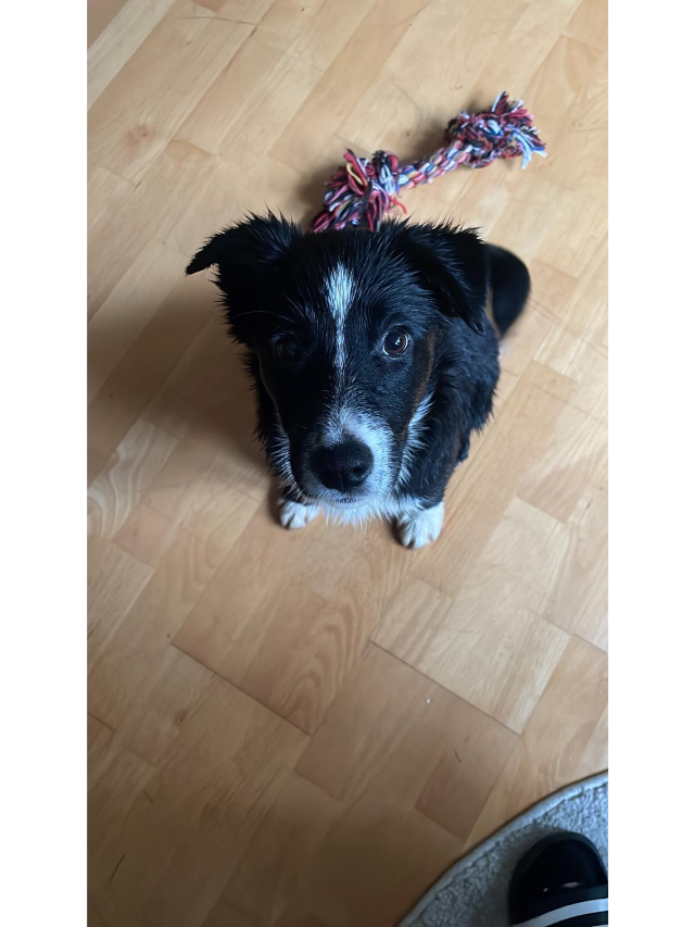 fellengel_littlecezar_1