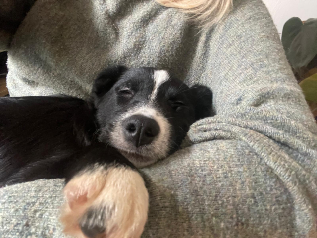 fellengel_littlecezar_2