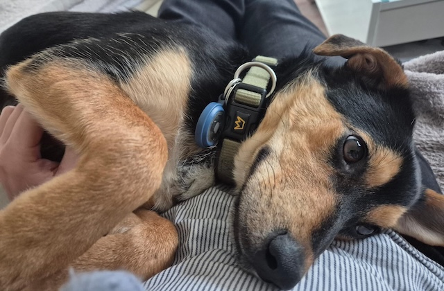 fellengel_mr_timon_1