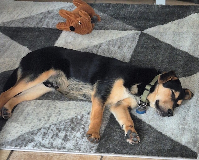 fellengel_mr_timon_2