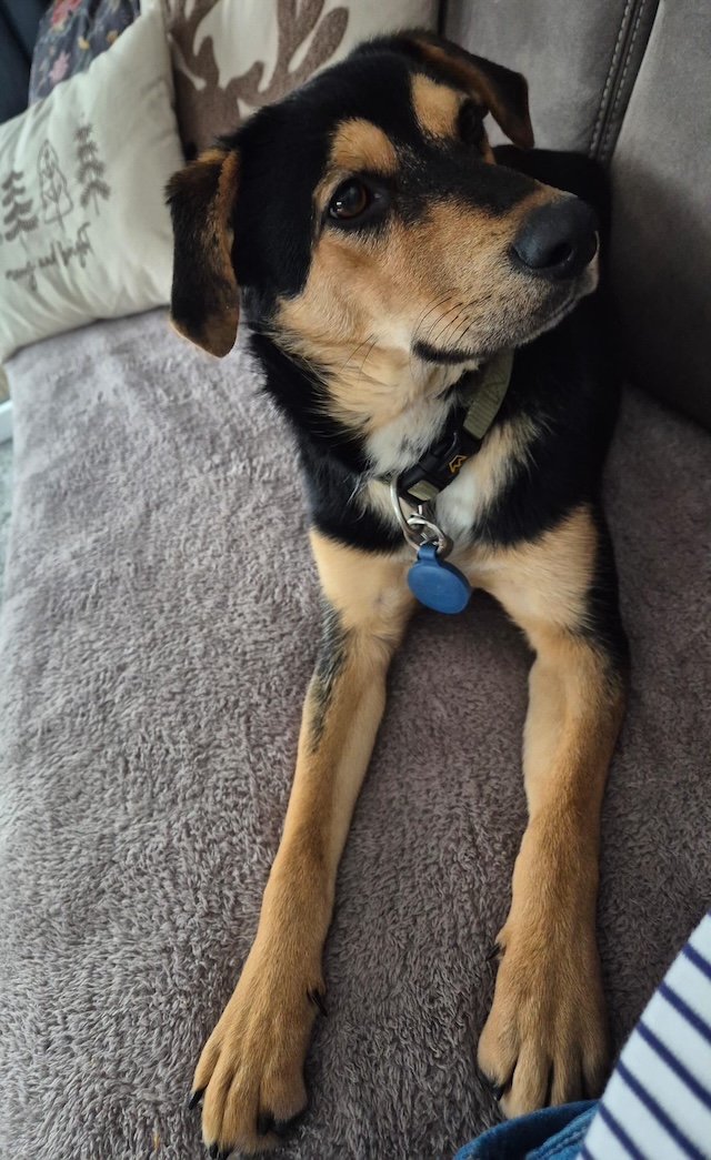 fellengel_mr_timon_3