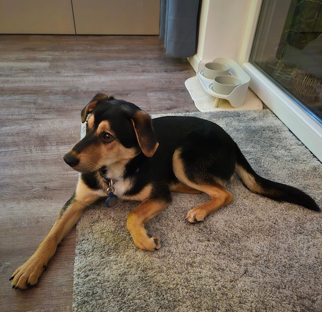 fellengel_mr_timon_4