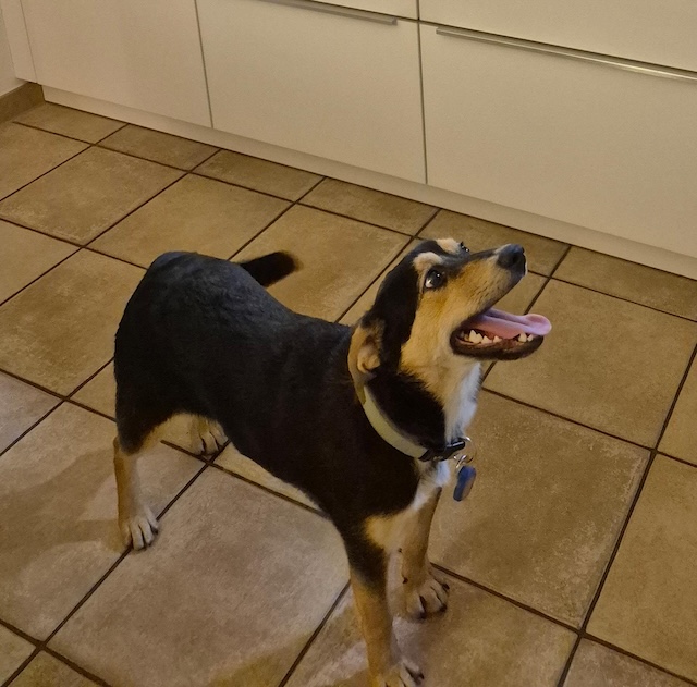 fellengel_mr_timon_6