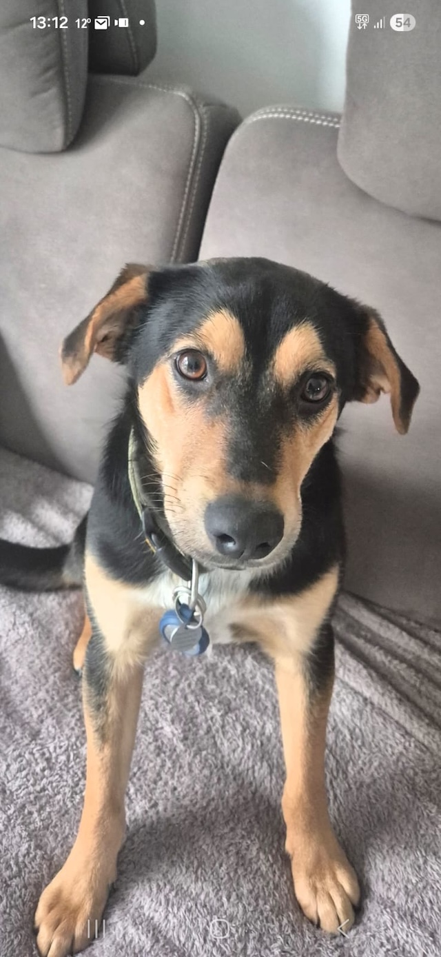 fellengel_mr_timon_7