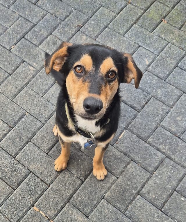 fellengel_mr_timon_9