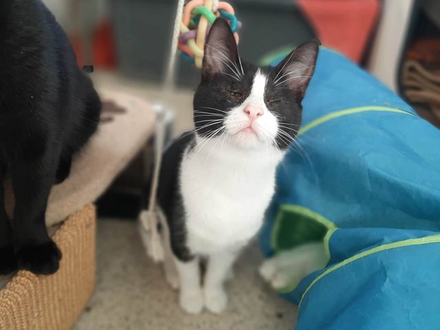 fellengel_nestoria_04