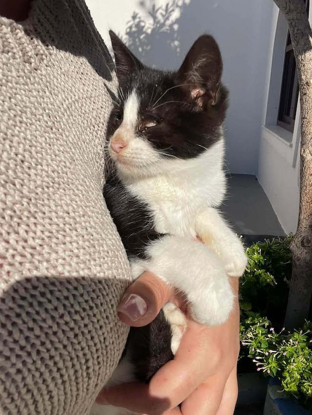 fellengel_nestoria_2