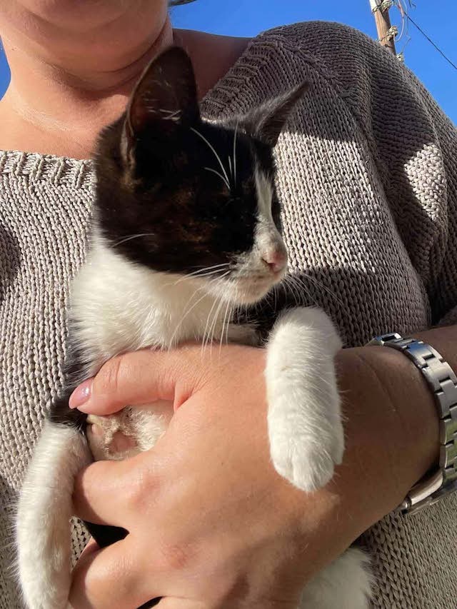 fellengel_nestoria_4