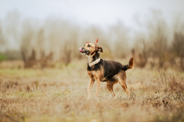 fellengel_optimista_10