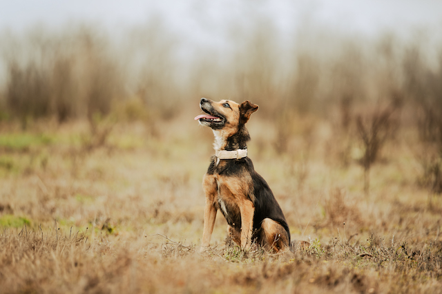 fellengel_optimista_6