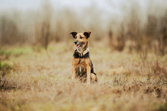 fellengel_optimista_8