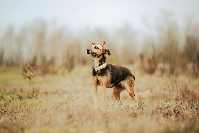 fellengel_optimista_9