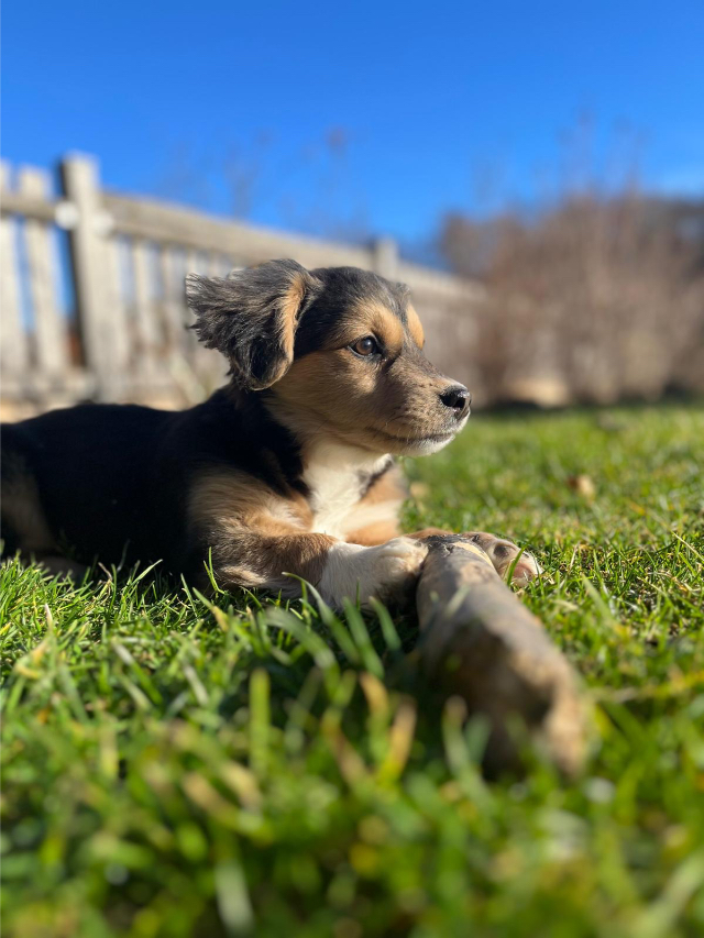 Fellengel_Little Rocky_1