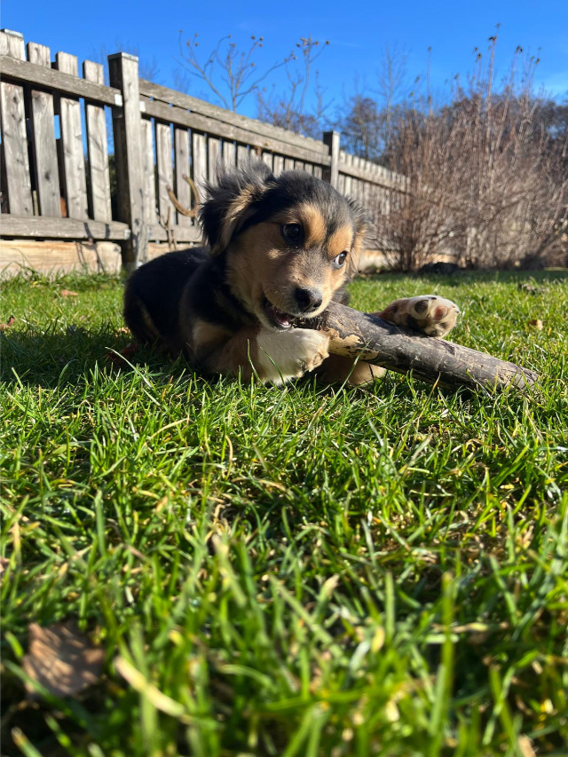 Fellengel_Little Rocky_2