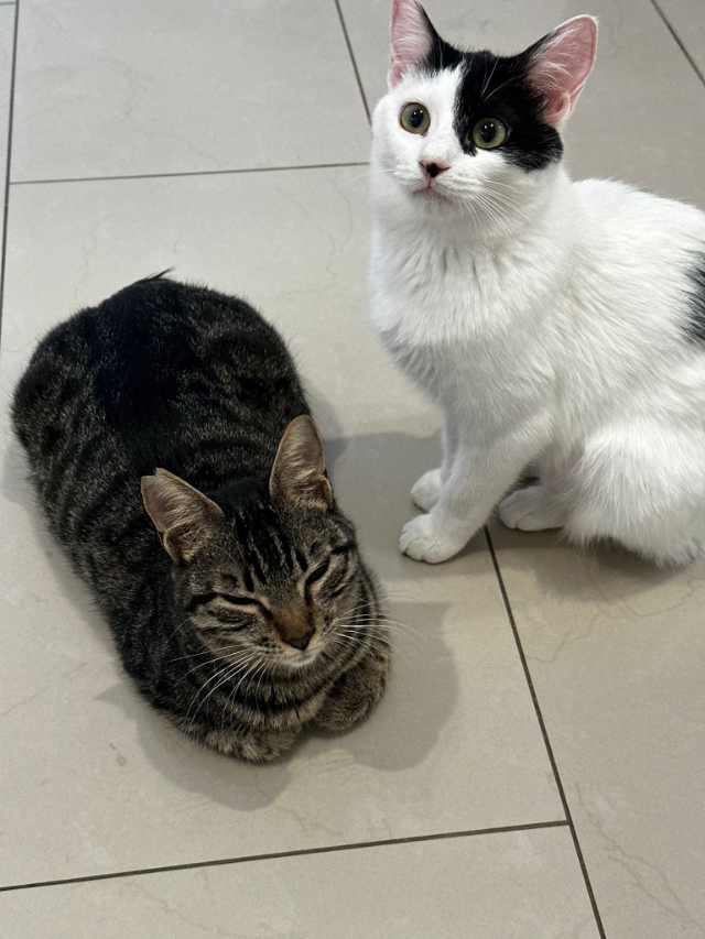 fellengel_denise&dunja_2