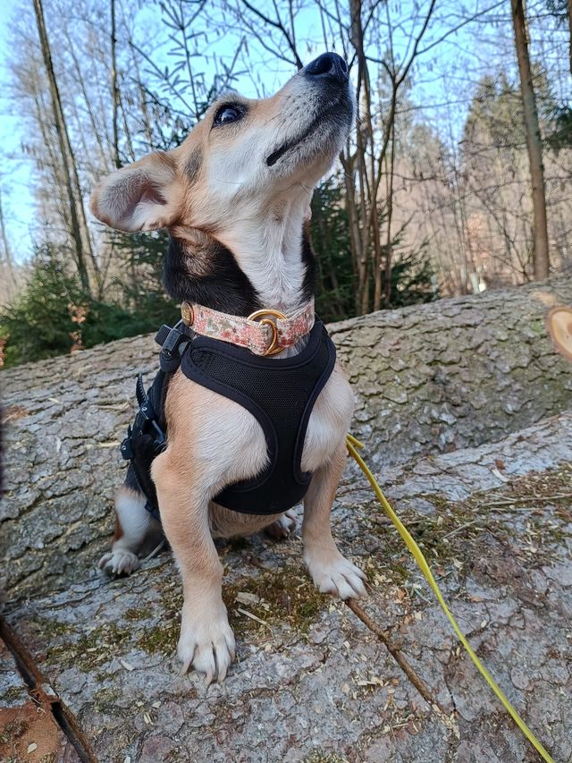 fellengel_fani_03