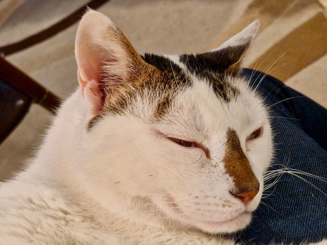 fellengel_findus3
