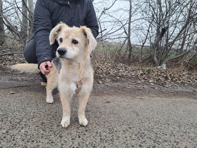 fellengel_fülöp_03