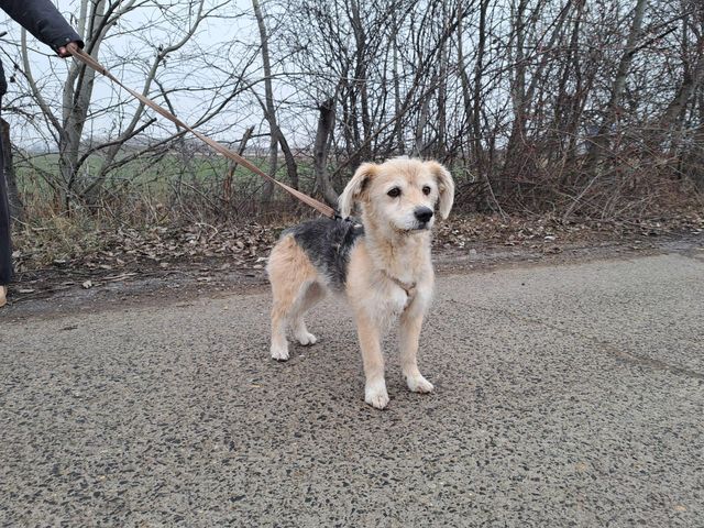 fellengel_fülöp_04