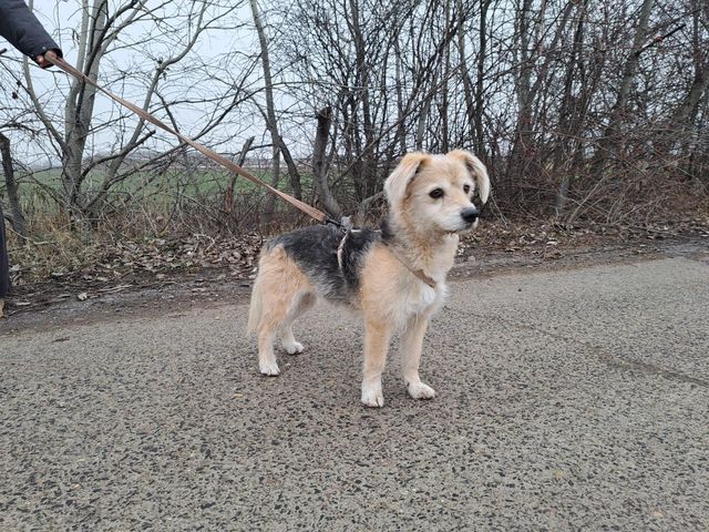 fellengel_fülöp_06