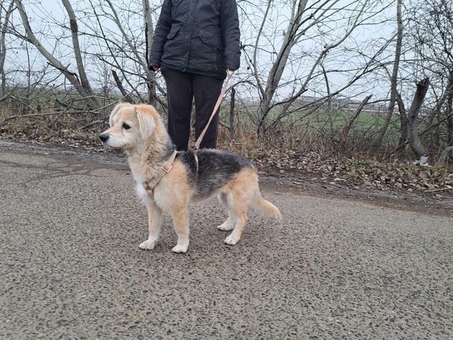 fellengel_fülöp_08