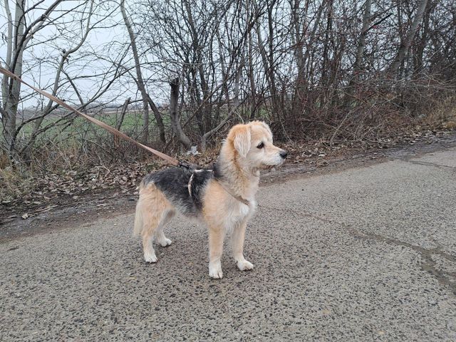 fellengel_fülöp_11