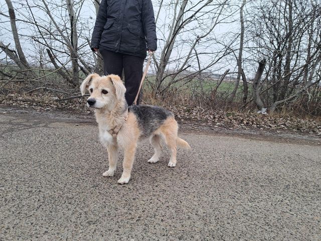 fellengel_fülöp_12