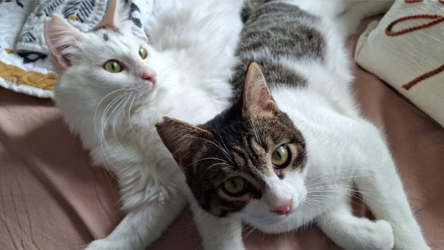 fellengel_ibis_und_tiny_1