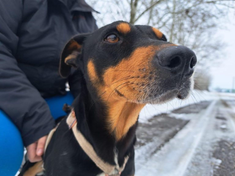 fellengel_jasper_1 (1)