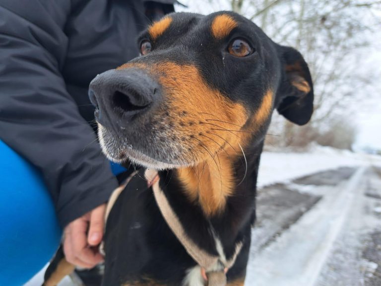 fellengel_jasper_1 (3)