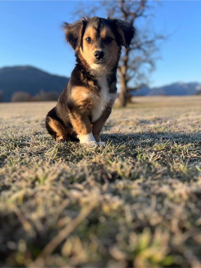 fellengel_little Rocky_1