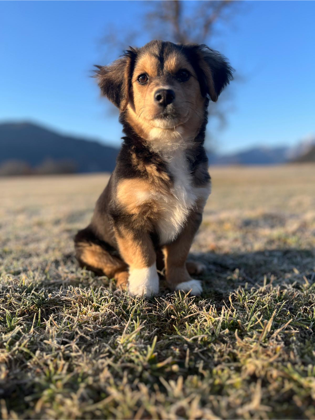 fellengel_little Rocky_2