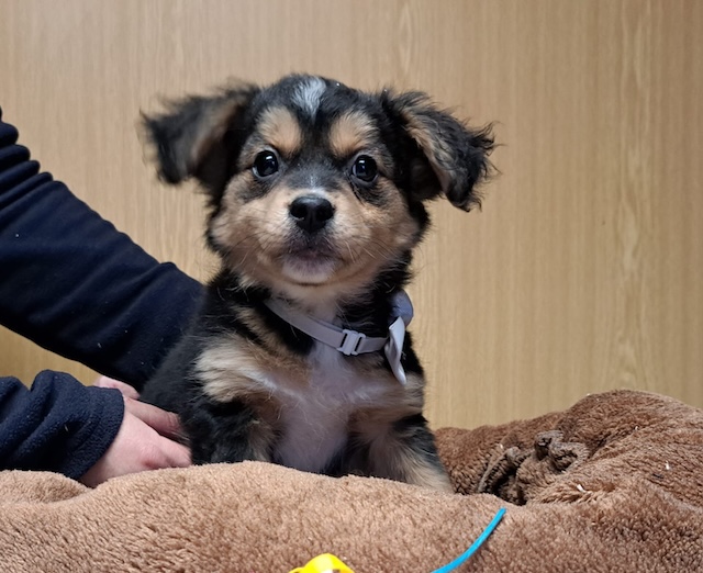 fellengel_little_rocky