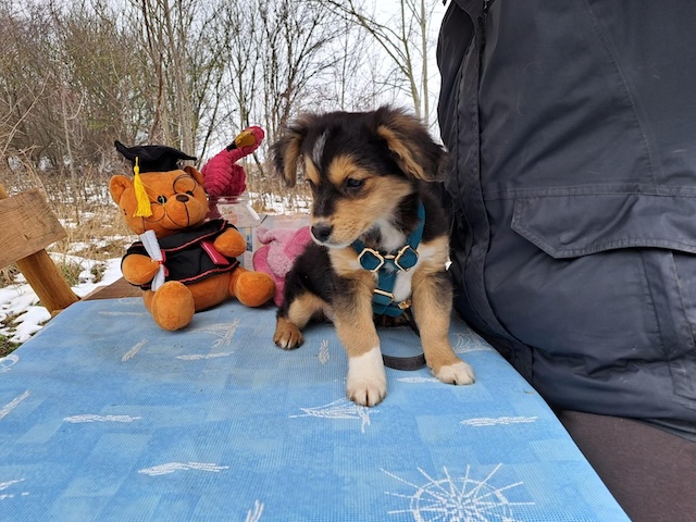 fellengel_little_rocky_1