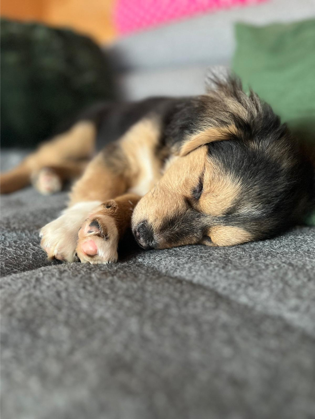 fellengel_little_rocky_10