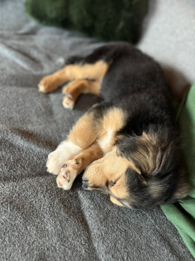 fellengel_little_rocky_11