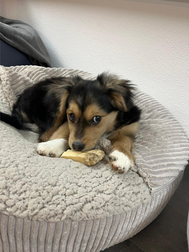 fellengel_little_rocky_12