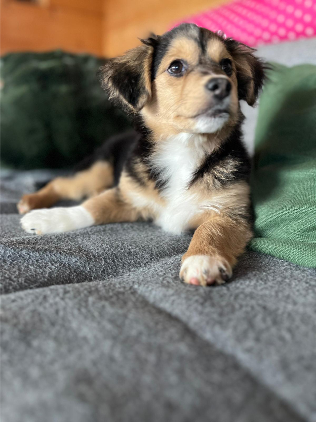 fellengel_little_rocky_13