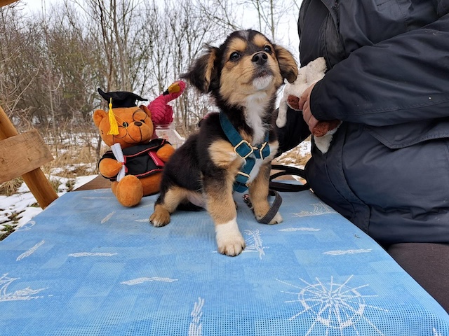 fellengel_little_rocky_2