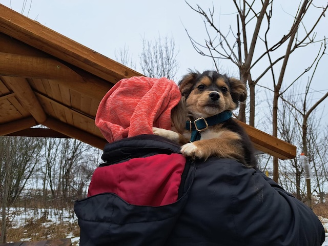 fellengel_little_rocky_3