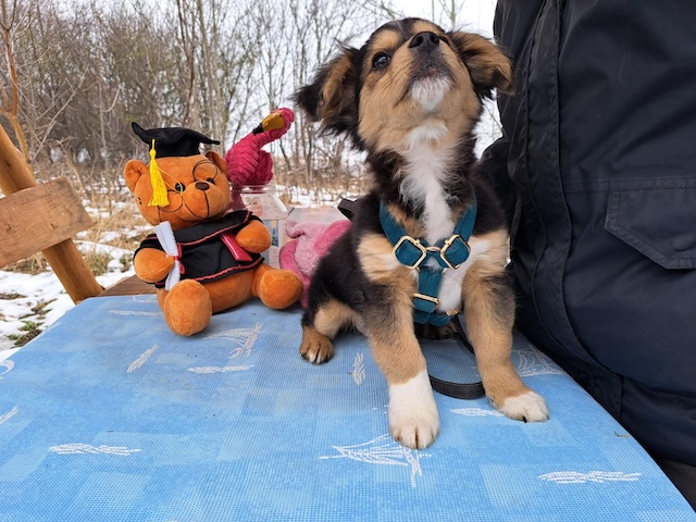 fellengel_little_rocky_4