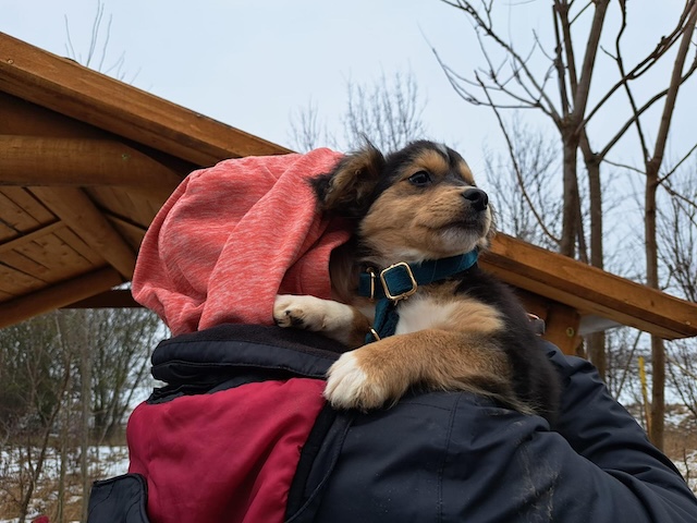 fellengel_little_rocky_5